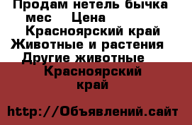 Продам нетель,бычка 6мес. › Цена ­ 33 000 - Красноярский край Животные и растения » Другие животные   . Красноярский край